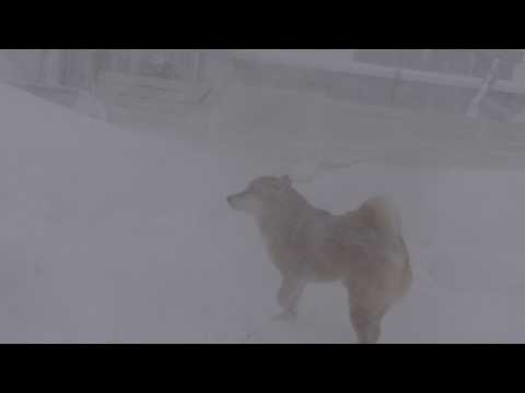 吹雪が凄くて庭で遭難しそうになりました(YouTube)