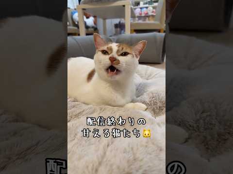 甘えて鳴く猫たちが可愛すぎる！ #shorts(YouTube)