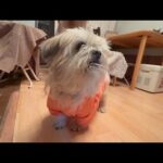 薄毛の犬に防寒の服を着せてあげたら・・(YouTube)