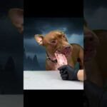 牛の骨を余裕で噛み砕くピットブル(YouTube)