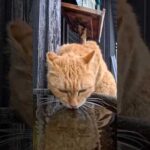 猫島の猫「やっぱ寿司屋の水はうめぇニャン！」感動のグルメ猫映像がこちら！(YouTube)