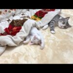 生まれて初めてこたつを知った子猫が極楽すぎてこうなっちゃいました…笑(YouTube)