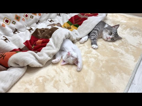 生まれて初めてこたつを知った子猫が極楽すぎてこうなっちゃいました…笑(YouTube)