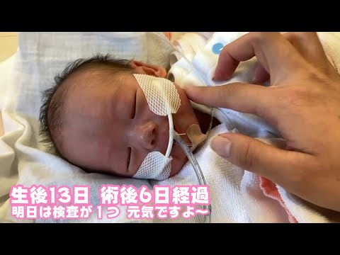 生後13日 術後6日目 明日は１つ検査 元気です  あとはスイカ大事件  2026 01 26 2(YouTube)