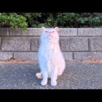 海沿いの道で出会った猫ちゃんをナデナデしてきた(YouTube)