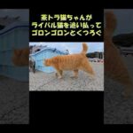 茶トラ猫ちゃんがライバル猫を追い払ってゴロンゴロンとくつろぐ #猫 #ねこ #cat(YouTube)