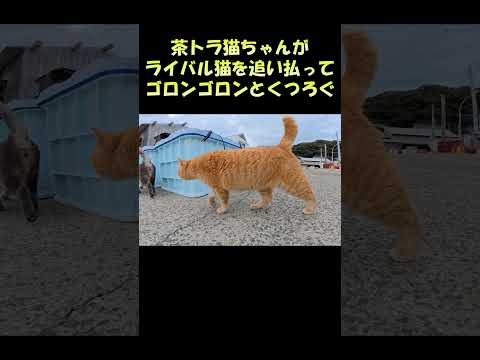 茶トラ猫ちゃんがライバル猫を追い払ってゴロンゴロンとくつろぐ #猫 #ねこ #cat(YouTube)