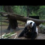 ジャイアントパンダのようす　2026年01月19日撮影(YouTube)