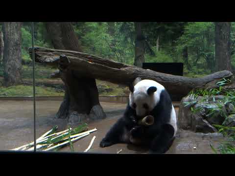 ジャイアントパンダのようす　2026年01月19日撮影(YouTube)