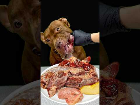 何回も見たくなる!骨付き肉を食べるピットブルの咀嚼音#咀嚼音(YouTube)