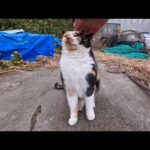 空地にいた三毛猫ちゃん撫でると喜んで足元に擦り寄ってくる(YouTube)
