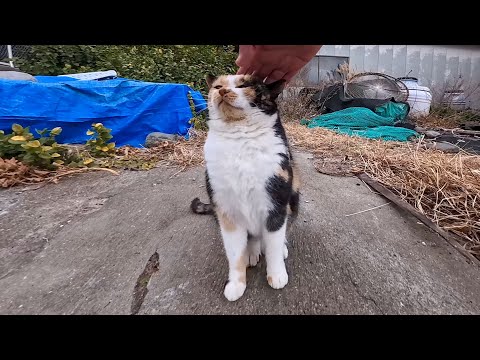 空地にいた三毛猫ちゃん撫でると喜んで足元に擦り寄ってくる(YouTube)