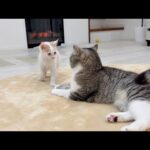 怖いもの知らずな新入り子猫がボス猫にちょっかいかけたらまさかの展開になりました…(YouTube)