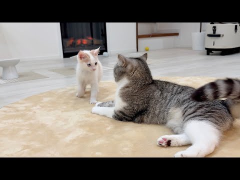 怖いもの知らずな新入り子猫がボス猫にちょっかいかけたらまさかの展開になりました…(YouTube)