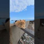 茶トラ猫がモノレールになっていた #猫 #ねこ #cat(YouTube)