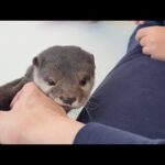 カワウソ「3歳子供と戦ってみた」 Otter: “I Tried Fighting a 3-Year-Old Child”(YouTube)