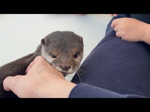 カワウソ「3歳子供と戦ってみた」 Otter: “I Tried Fighting a 3-Year-Old Child”(YouTube)