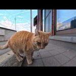 【今週のボツ動画 2026/1/1w】今週撮った未公開猫動画まとめて公開-unreleased video of this week(YouTube)