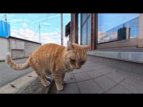 【今週のボツ動画 2026/1/1w】今週撮った未公開猫動画まとめて公開-unreleased video of this week(YouTube)