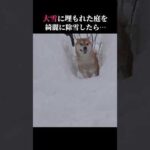 柴犬はテンションMAX！除雪された道に大はしゃぎｗｗｗ #shibainu #大雪 #癒し(YouTube)