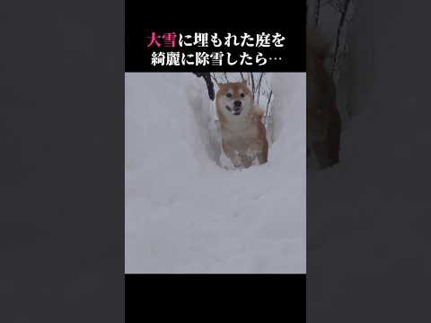 柴犬はテンションMAX！除雪された道に大はしゃぎｗｗｗ #shibainu #大雪 #癒し(YouTube)