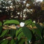 井の頭自然文化園 花ごよみ動画 カンツバキ（白侘助）の開花(YouTube)