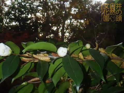 井の頭自然文化園 花ごよみ動画 カンツバキ（白侘助）の開花(YouTube)