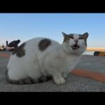 🎣釣り人の後ろで待機中の猫ちゃん、暇すぎてずっとお喋りしてるんだが…😂🐱(YouTube)