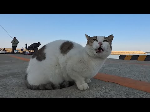 🎣釣り人の後ろで待機中の猫ちゃん、暇すぎてずっとお喋りしてるんだが…😂🐱(YouTube)