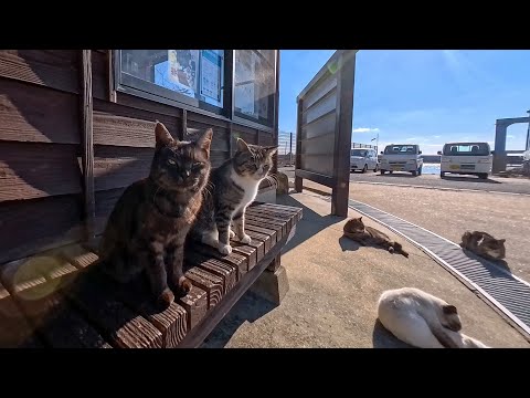 島を一周して港に戻ったら猫たちが合流🐾 一緒にフェリー乗り場まで歩く癒しの時間(YouTube)