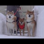 実家の柴犬は夜7時になると大変なことになるようです(YouTube)