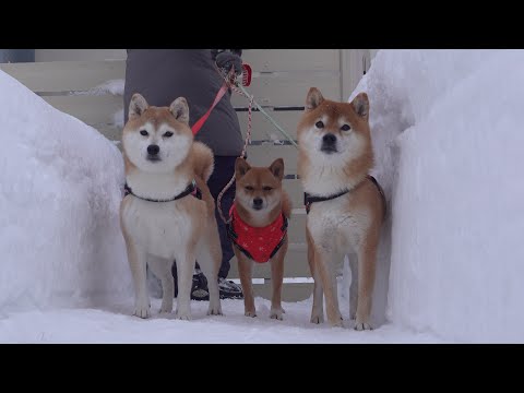 実家の柴犬は夜7時になると大変なことになるようです(YouTube)