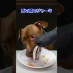 ピットブルの咀嚼音がいい音すぎる(YouTube)