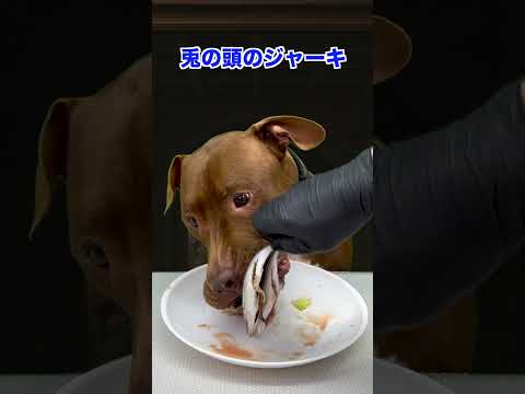 ピットブルの咀嚼音がいい音すぎる(YouTube)