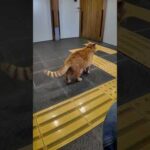 島のフェリー待合室に猫(YouTube)