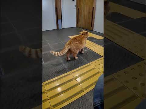 島のフェリー待合室に猫(YouTube)