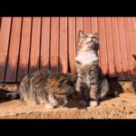 猫の関所を通ったら…両サイドに猫が待ち構えていた感動の瞬間🐾(YouTube)