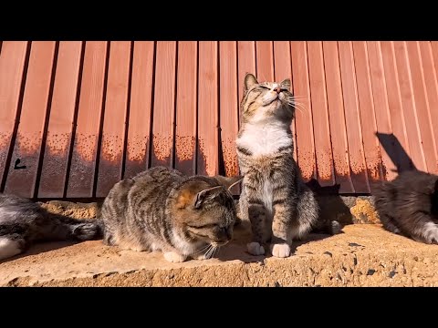 猫の関所を通ったら…両サイドに猫が待ち構えていた感動の瞬間🐾(YouTube)