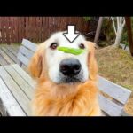 上手に待てができるかな？エサが大好きすぎる犬のお鼻の上に野菜を置いてみた【きなこ】(YouTube)