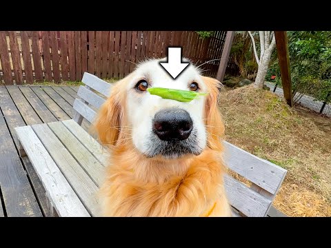 上手に待てができるかな？エサが大好きすぎる犬のお鼻の上に野菜を置いてみた【きなこ】(YouTube)
