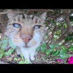 門限を破ったシャム猫がキジシロボスに詰められる(YouTube)