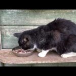 桜島噴火見ながら船に乗ります(YouTube)