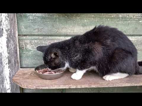 桜島噴火見ながら船に乗ります(YouTube)