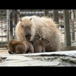 カピバラの赤ちゃん　capybara babies(YouTube)