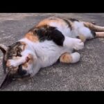 会うと必ず挨拶してくる三毛猫ちゃん、撫でると喜んでゴロンゴロンしてカワイイ(YouTube)