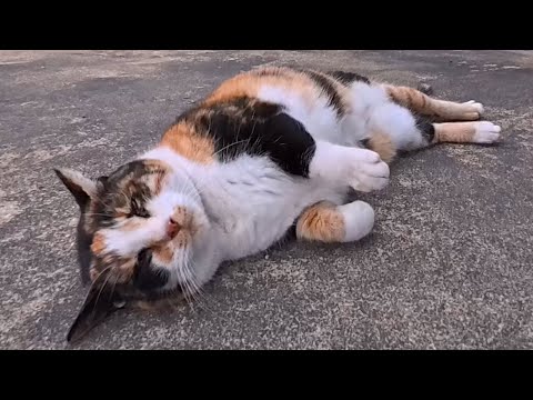 会うと必ず挨拶してくる三毛猫ちゃん、撫でると喜んでゴロンゴロンしてカワイイ(YouTube)