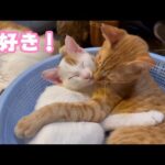 大好きニャン  イカちゃんはみんにゃのアイドル  2026 01 06 3(YouTube)