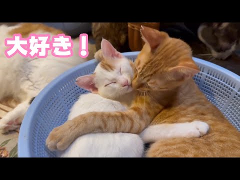 大好きニャン  イカちゃんはみんにゃのアイドル  2026 01 06 3(YouTube)