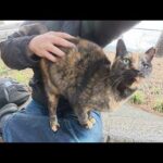 珍しく外に出てきたサビ猫ちゃんをひざにのせて温める(YouTube)