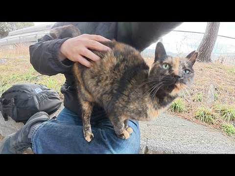 珍しく外に出てきたサビ猫ちゃんをひざにのせて温める(YouTube)
